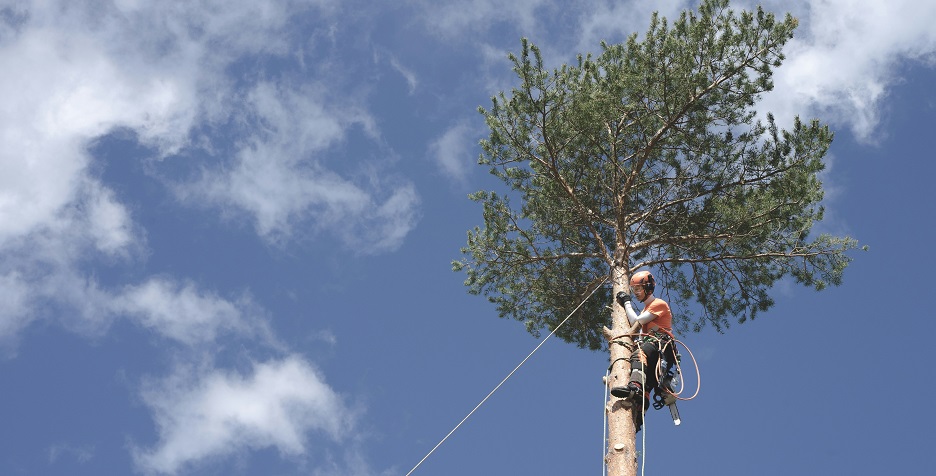 arborist i helsingborg